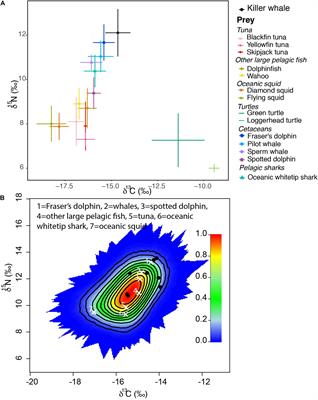 Feeding Ecology of Elusive Caribbean Killer Whales Inferred From Bayesian Stable Isotope Mixing Models and Whalers’ Ecological Knowledge